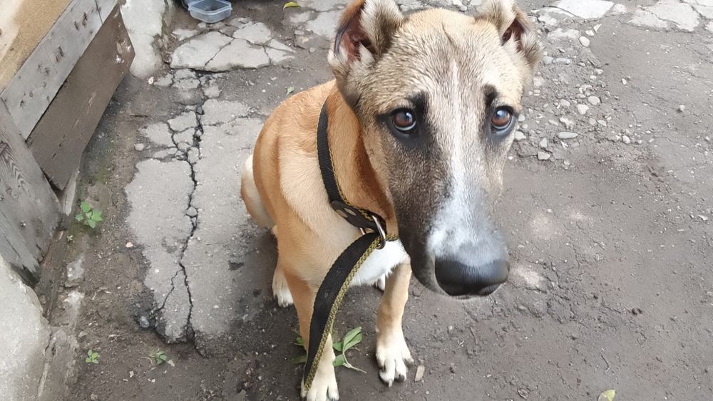 Алабай помесь с овчаркой
