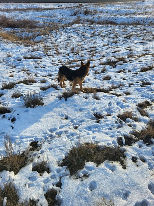 Восточный европейский  овчарка
