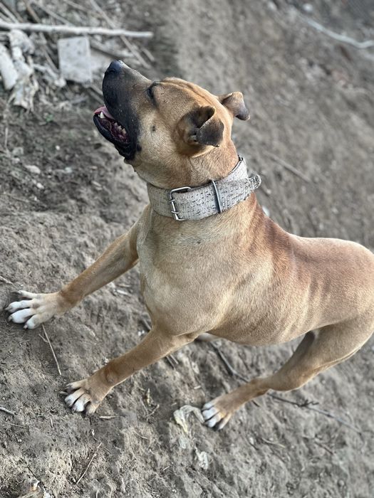 Продам молодого кабеля