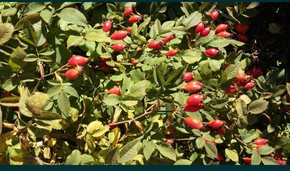 Шиповник,плоды высушенные