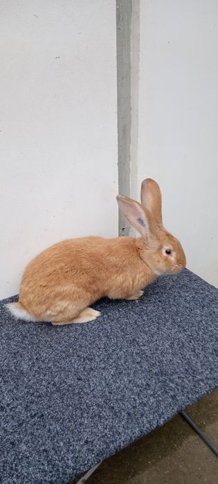 Uriaș german galben de vânzare