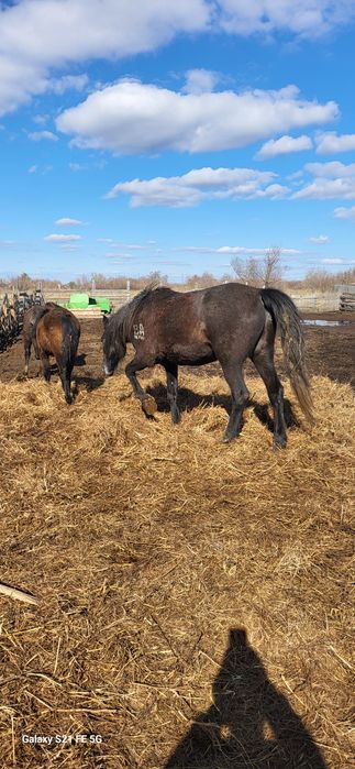 Лошади четыре кобылы