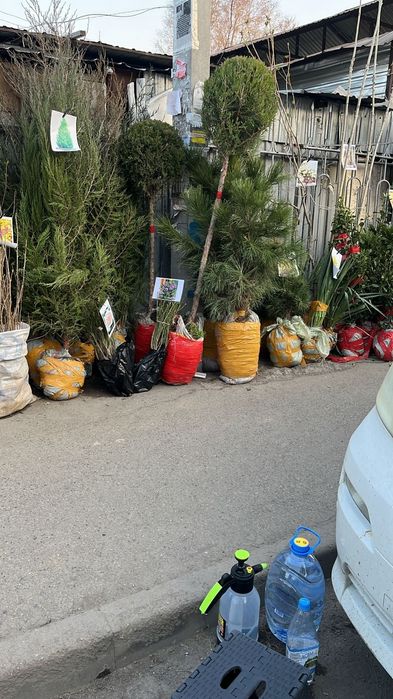 Саженцый  яблоня