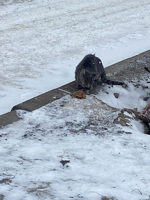 Котята ищут семью