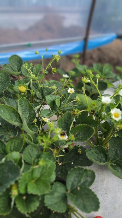 Продается ЛПХ с базой и теплицами.