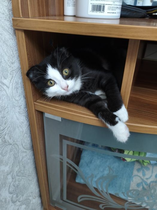 Кошечка вислоухая