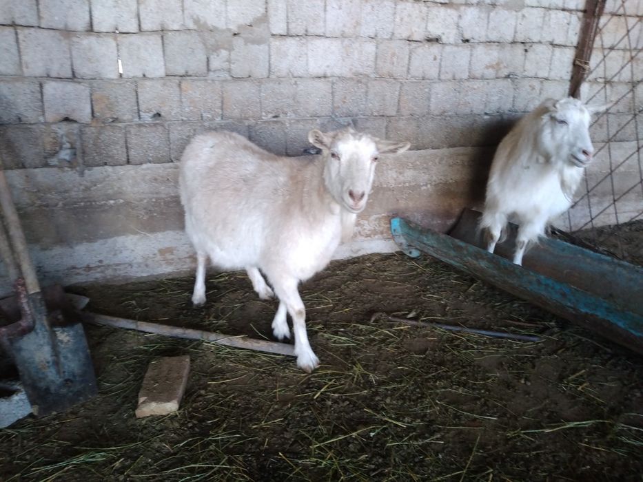 Занен ешкі сатылады буаз