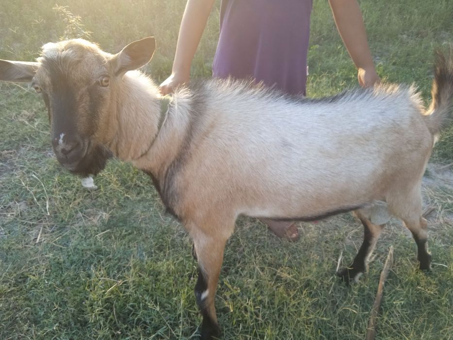 Taka taginbur soglom