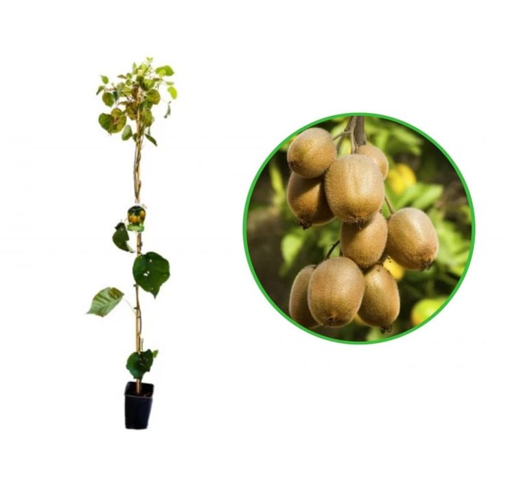 Kiwi la Ghiveci anul 5