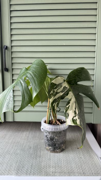 Монстера Альба, черенки