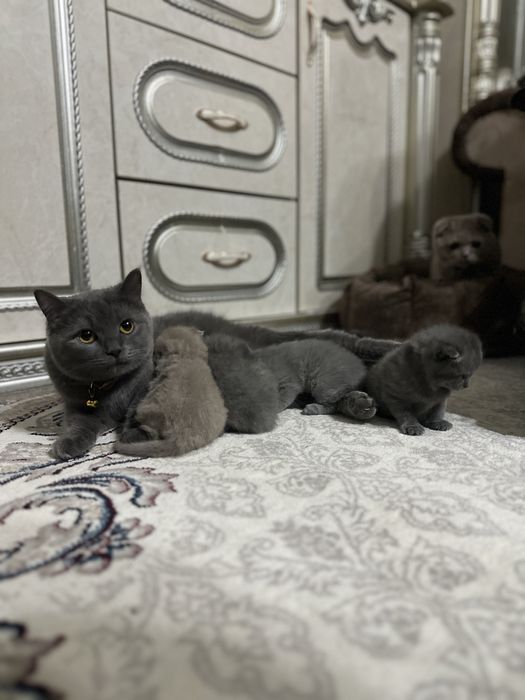 Продам срочно котят чистокровных порода британский скотч фолт