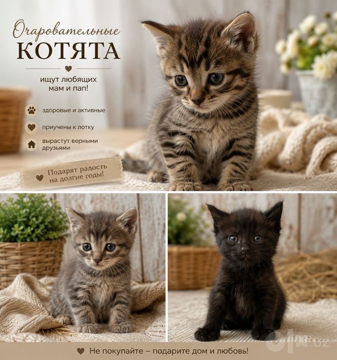 Котята ищут дом. Отдам бесплатно