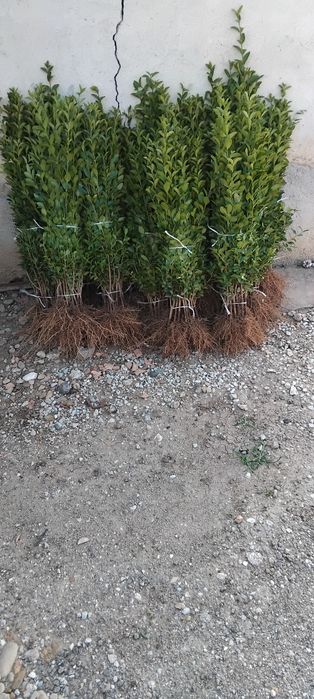 Лигуструм на гол корен