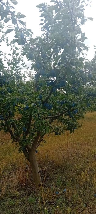 Vand prune productie proprie