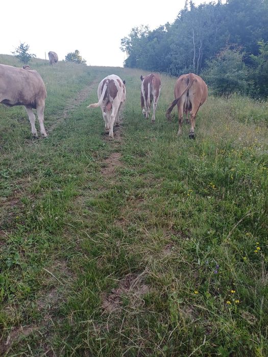 2 vitei si o vaca