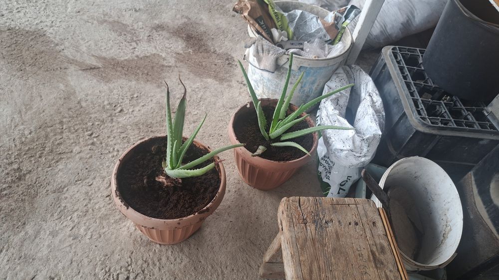 Продам разного размера алое.