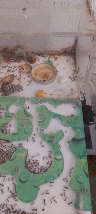 Продам муравьиную ферму, мессор структор