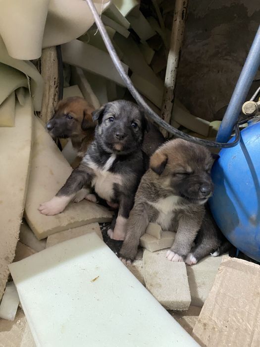 Отдам щинят в хорошие руки