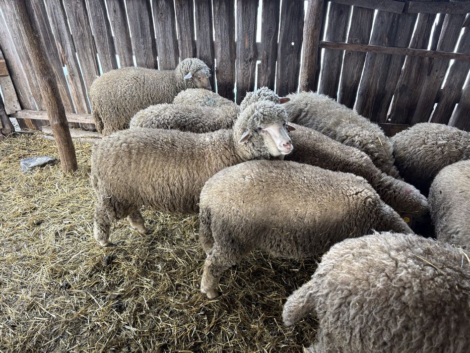 Vand berbecuti si mielute