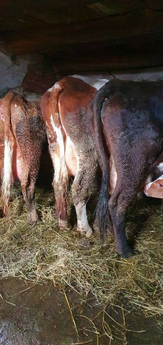 De vânzare 4 vaci bălțate românești