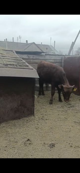 Тайынша сатам!!!