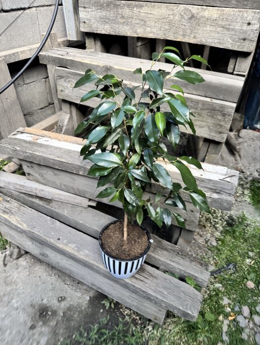 Фикус бенджамина