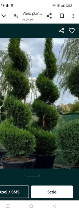 Vând plante ornamentale