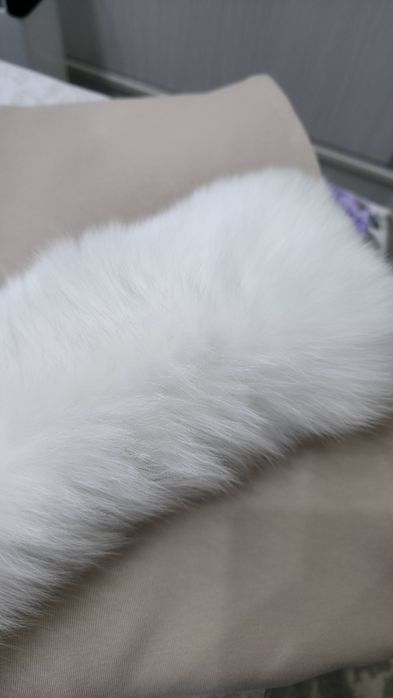 Guler de blana alba Vulpe polara etola