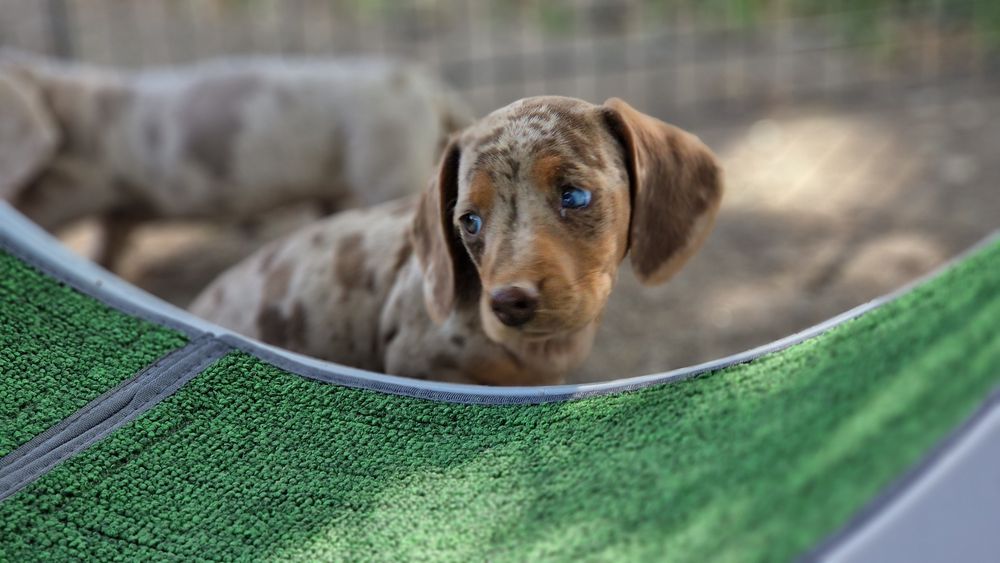 Pui tekel pitic ( iepurar)