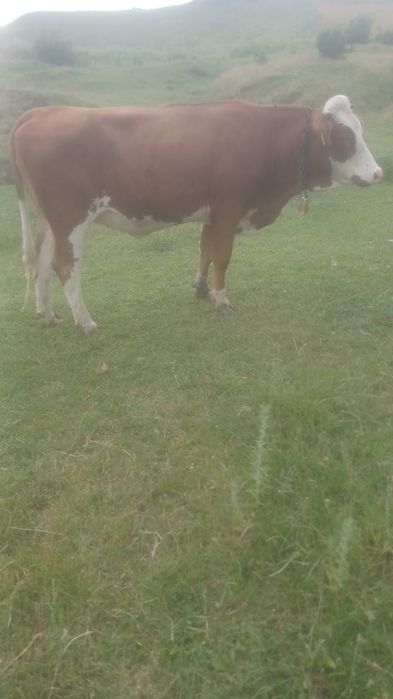Vind o vaca și o junică