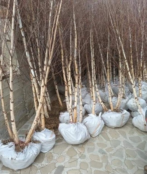 Vand mesteachan 3 6 mp