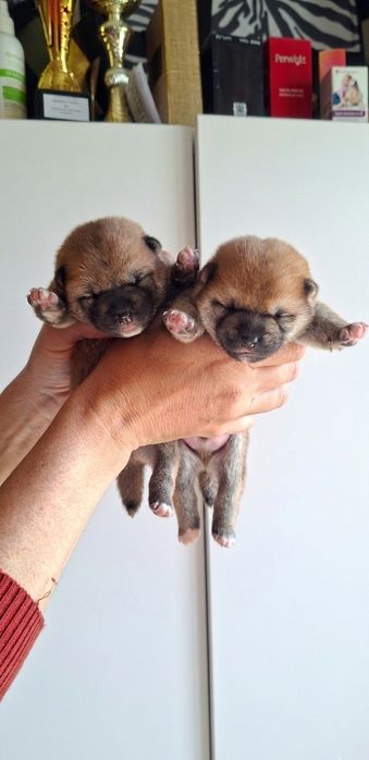 Щенки Сиба-ину Сибаину мальчики