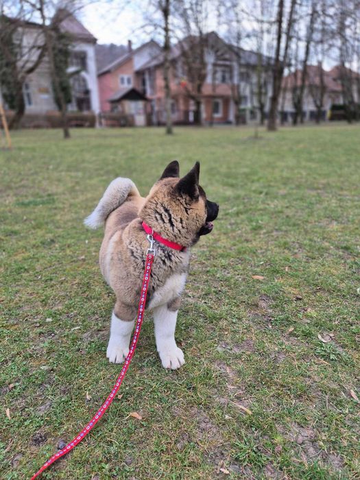 Akita American de trei luni jumate