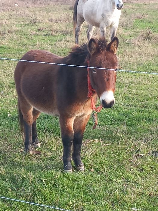 Vând pui de catar de 1 an