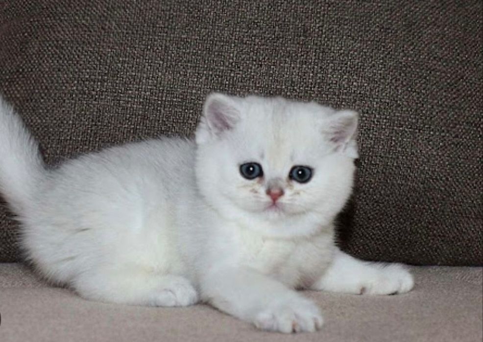 Tozza paroda shinshilla serebrenniy
2 oylik sotiladi 
Rasa shirincha y