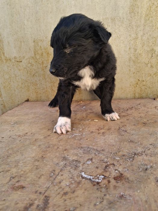 Щенки в добрые руки