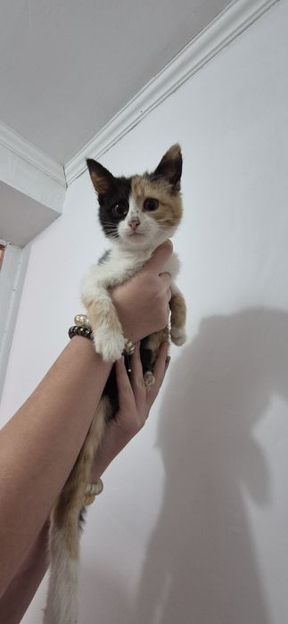 Отдам в добрые руки кошечку 2,5 месяца .