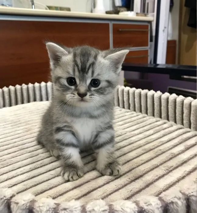 Котята мальчики и девочки 1.5 мес