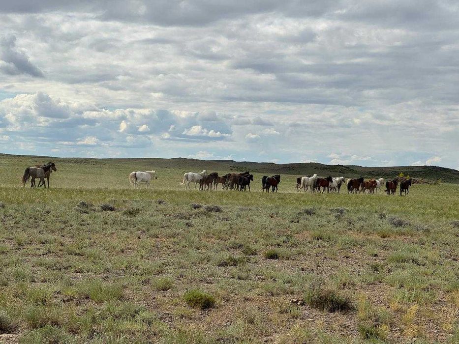 Продам лошадей(үйір, табун, табын,)