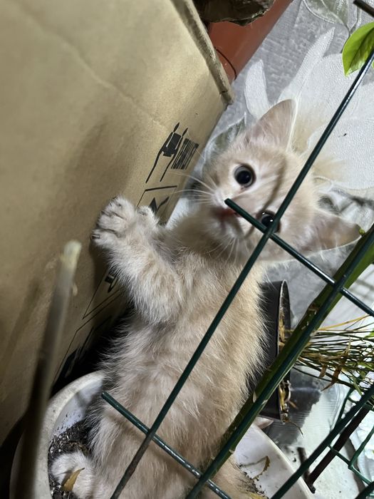 Отдам котят в добрые руки