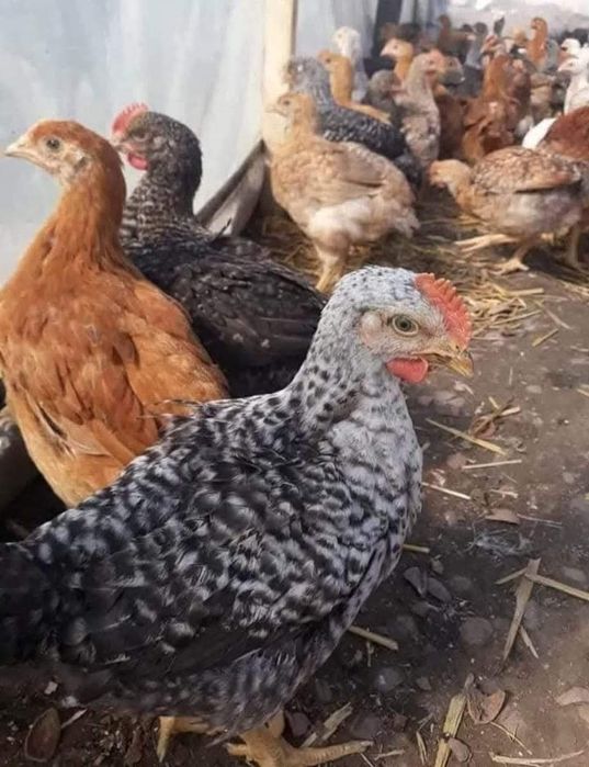 Curcani,rate,bibilici,pui alb de carne,pui rasa mixta