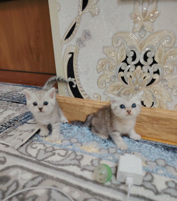 Serebristiy va mramorniy shinshila mushukchala