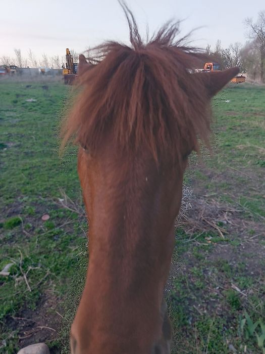 Продам кобылу. 2 года