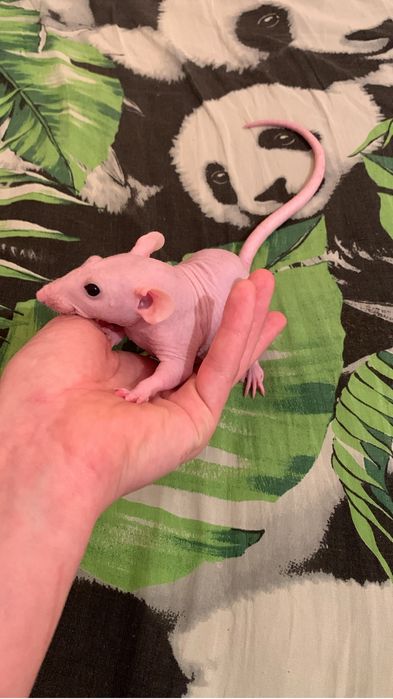 крыски сфинксы дамбо и обычные