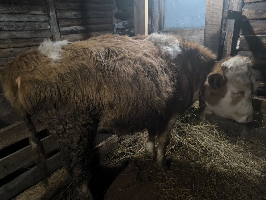 Продам годовалого бычка