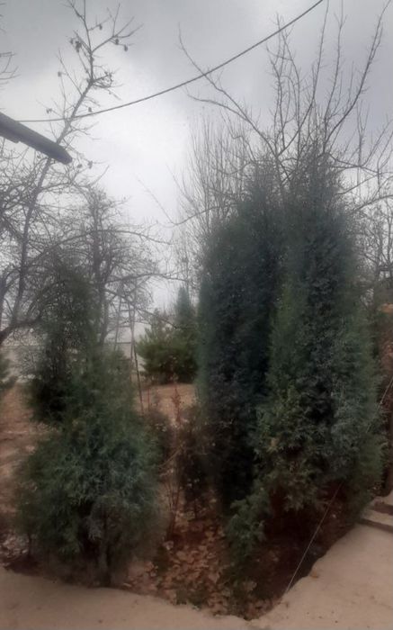 Narxi kelishilgan holda sotiladi