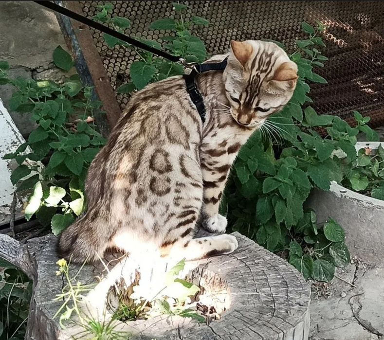 срочно продаю кошку бенгалка