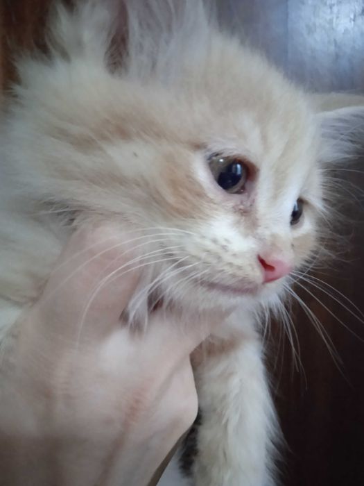 Рыжие пушистики турецкая ангорка, 2 месяца, мальчики.