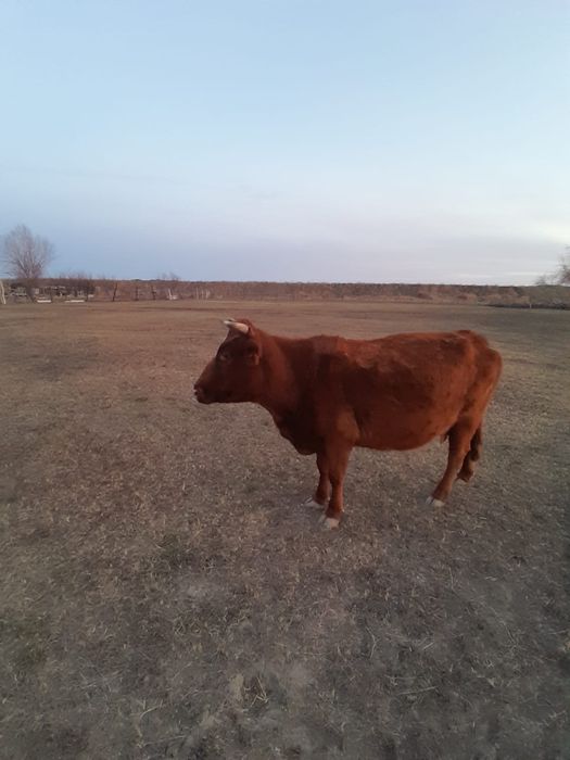 Сиыр сатылады 110млн