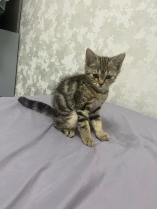 котенок скоттиш страйт